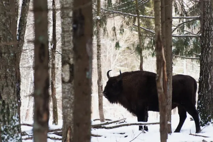 Что посмотреть и чем заняться в Калуге зимой