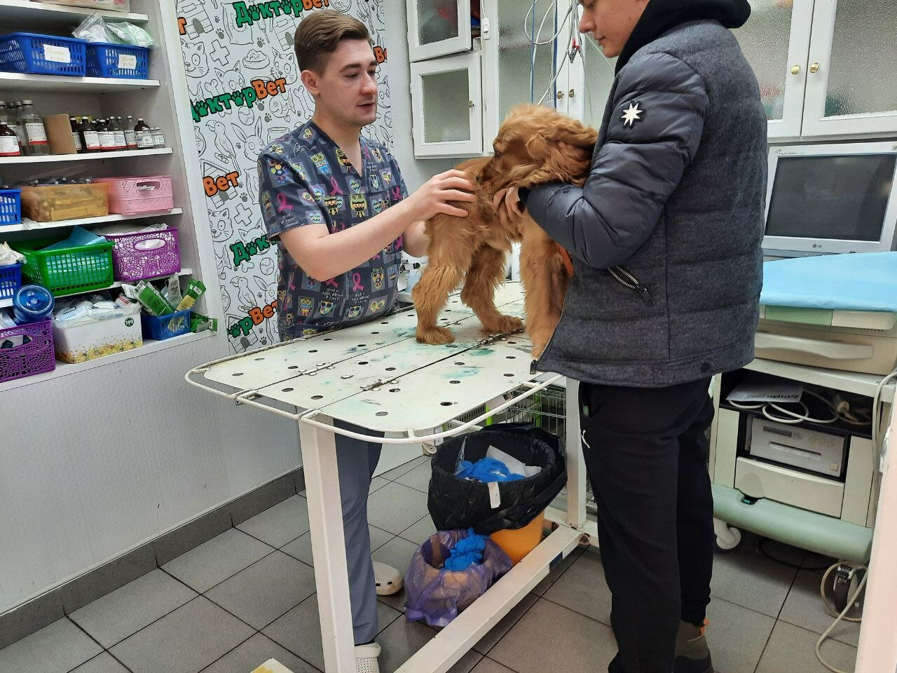 Клинический осмотр питомца ветеринарным врачом