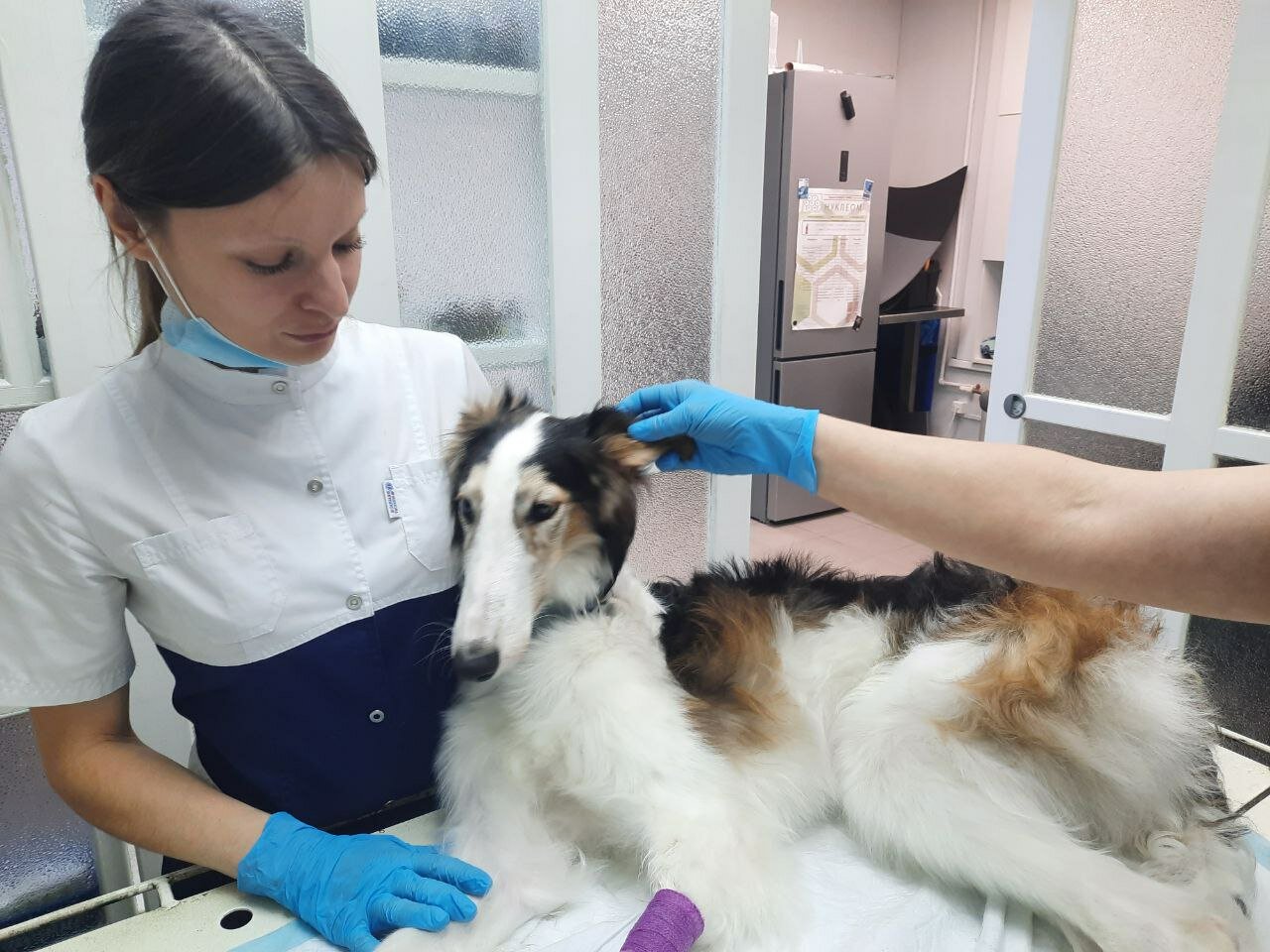 Клинический осмотр питомца ветеринарным врачом