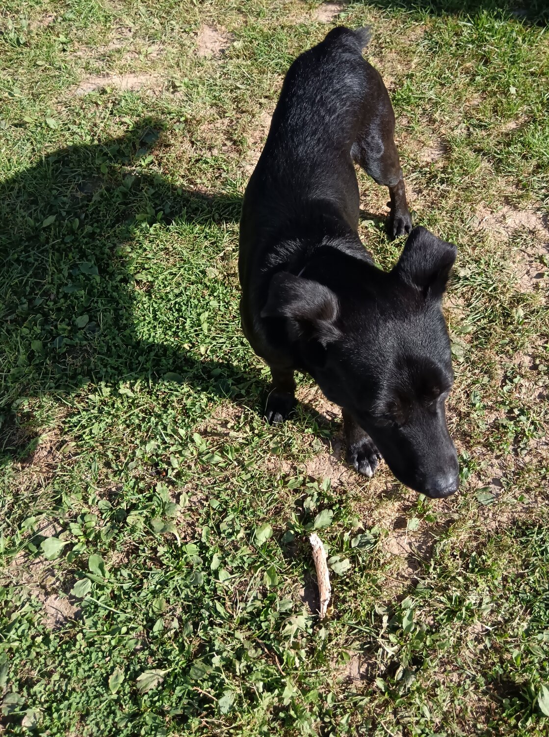 Передержка кошек