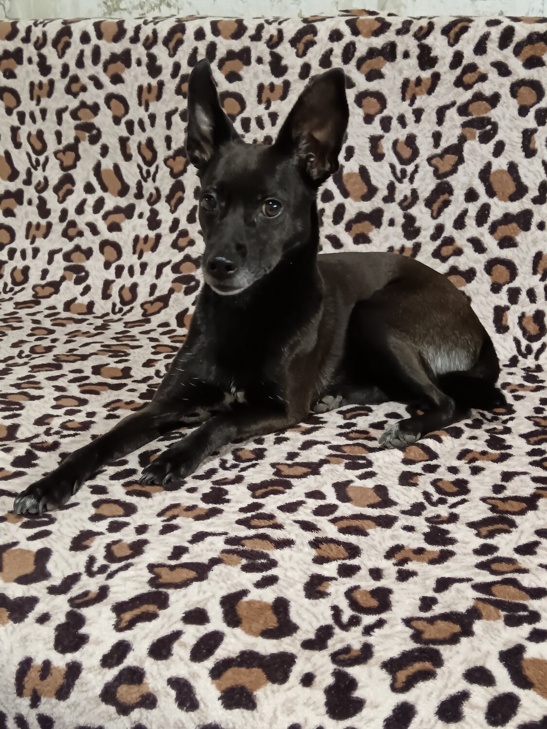 Передержка собак