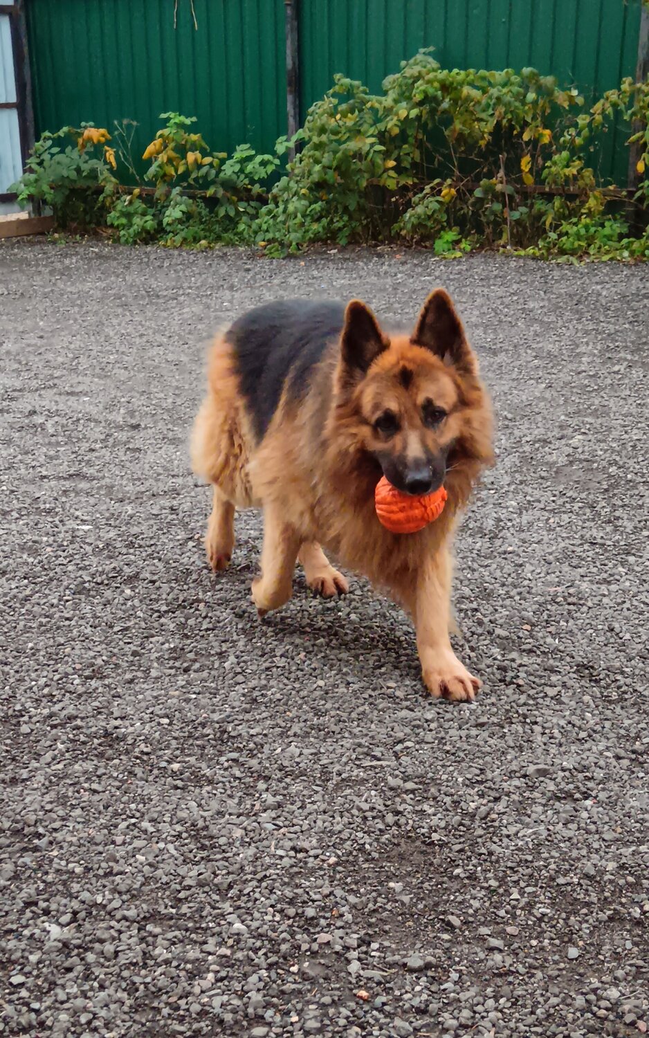 Передержка собак