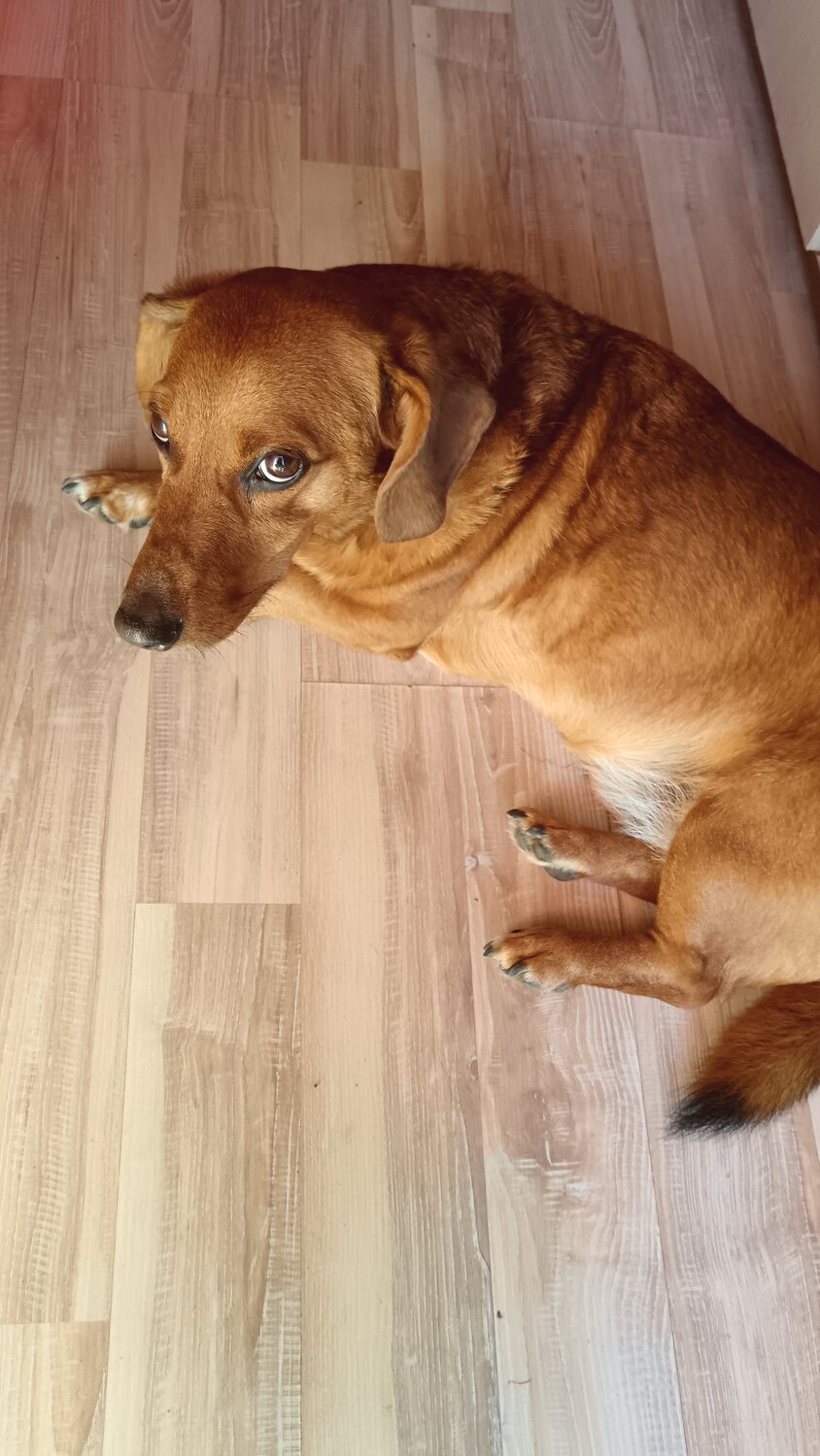 Передержка кошек