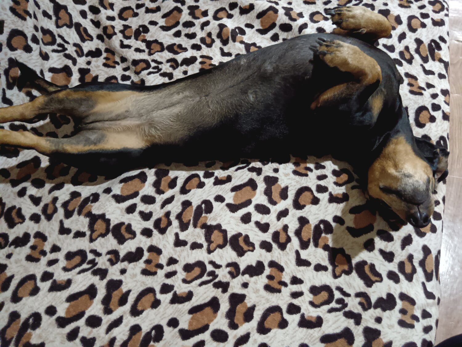 Передержка кошек