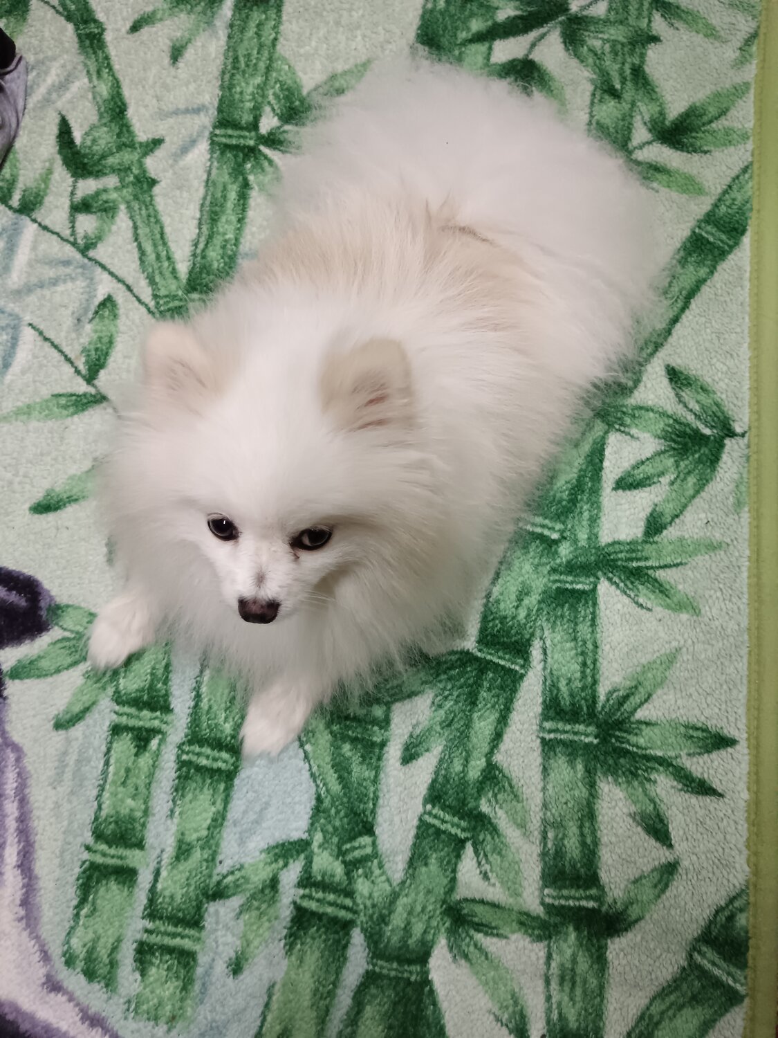 Передержка собак