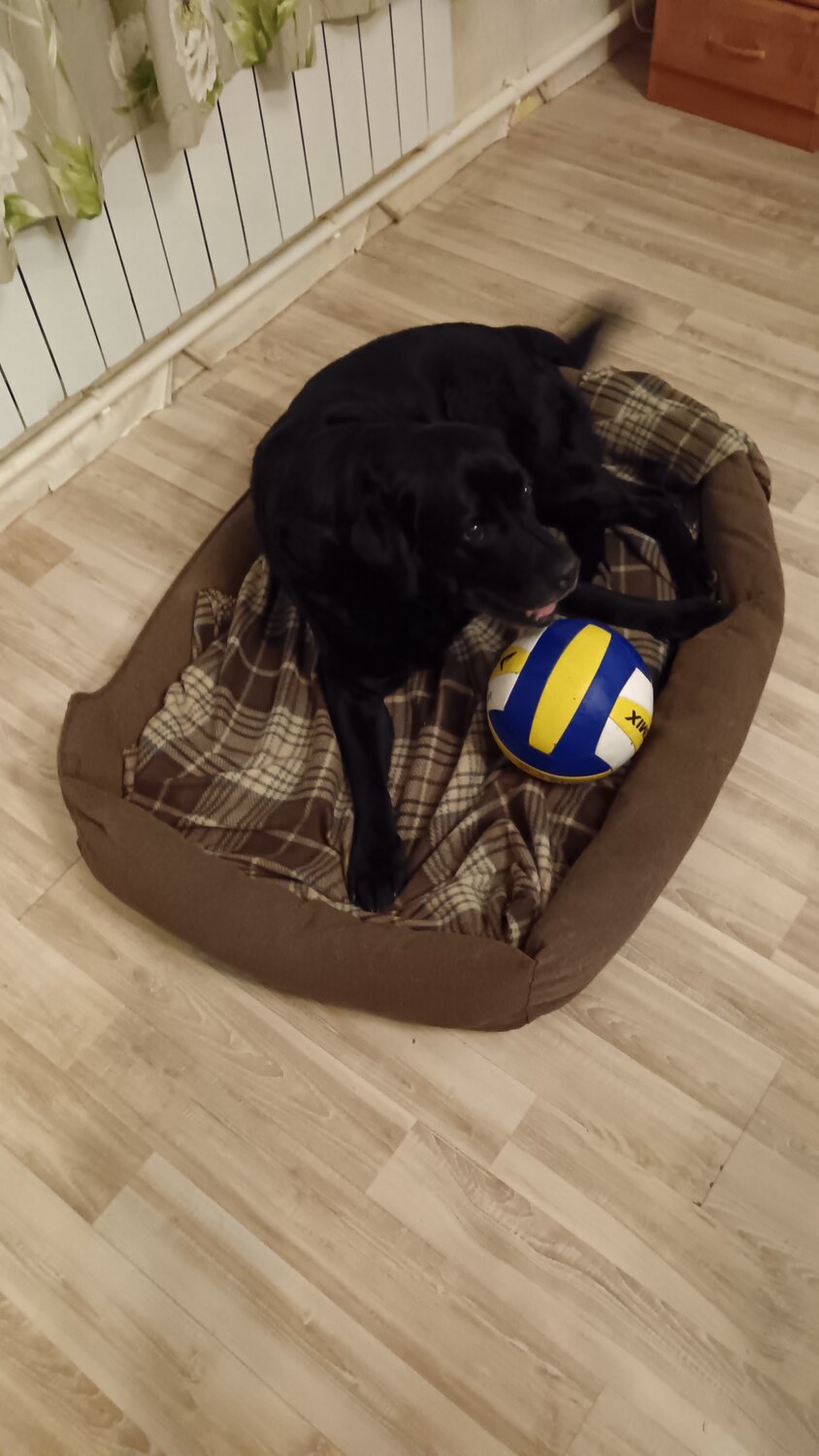 Передержка кошек