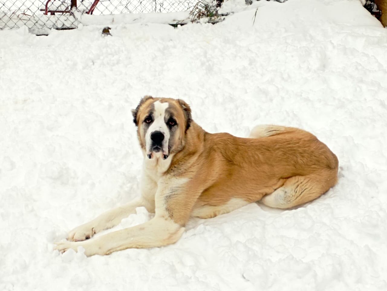 Передержка собак