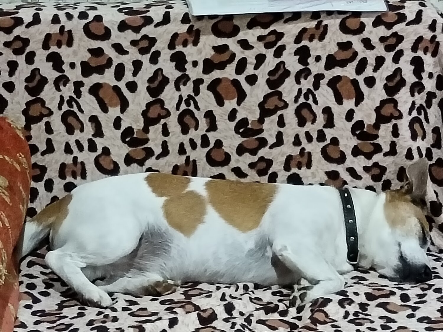 Передержка собак