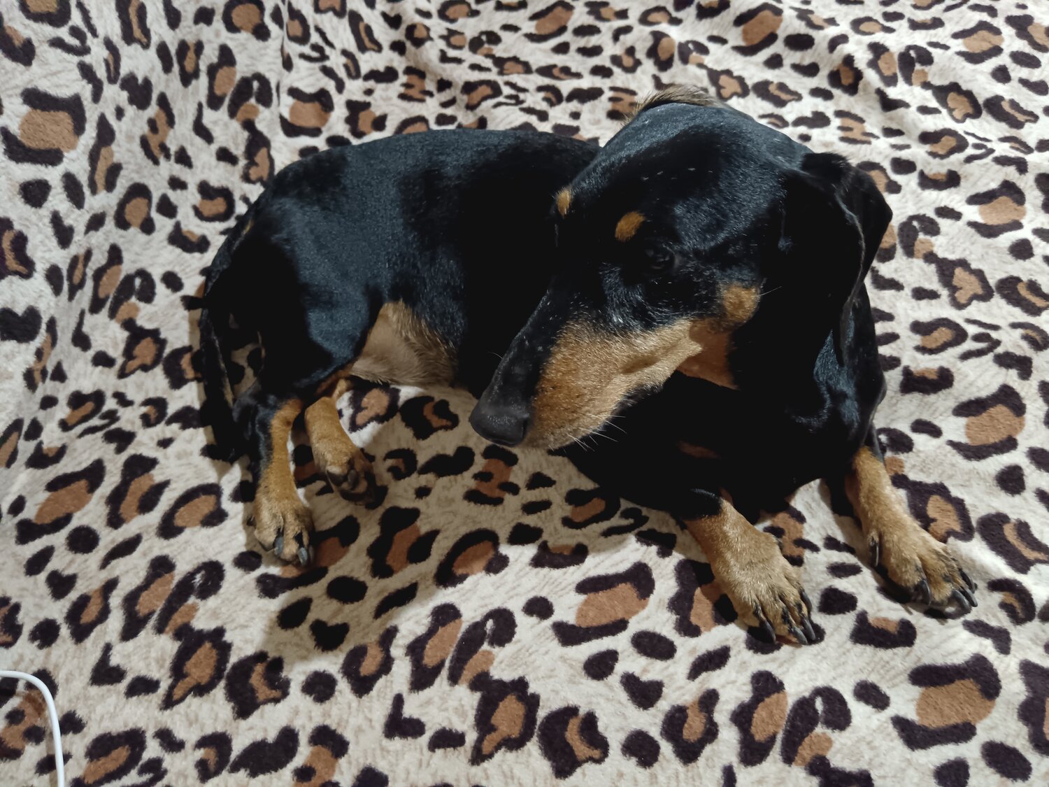 Передержка собак