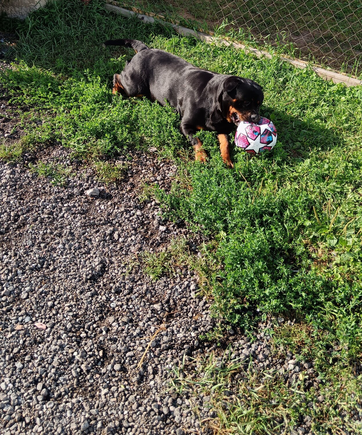 Передержка кошек