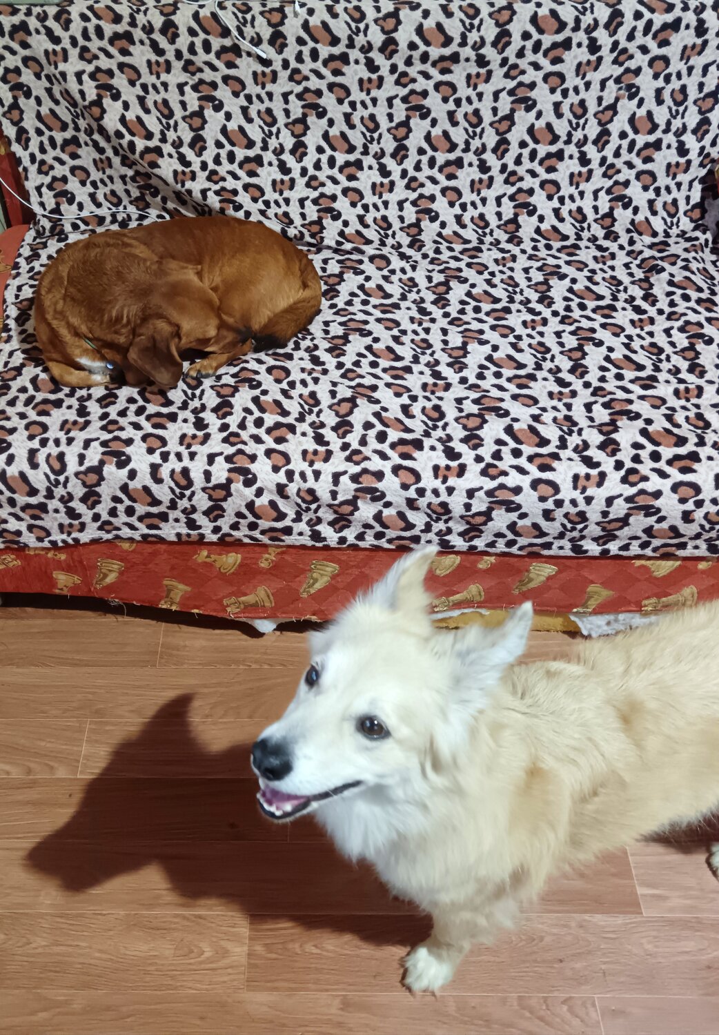 Передержка кошек