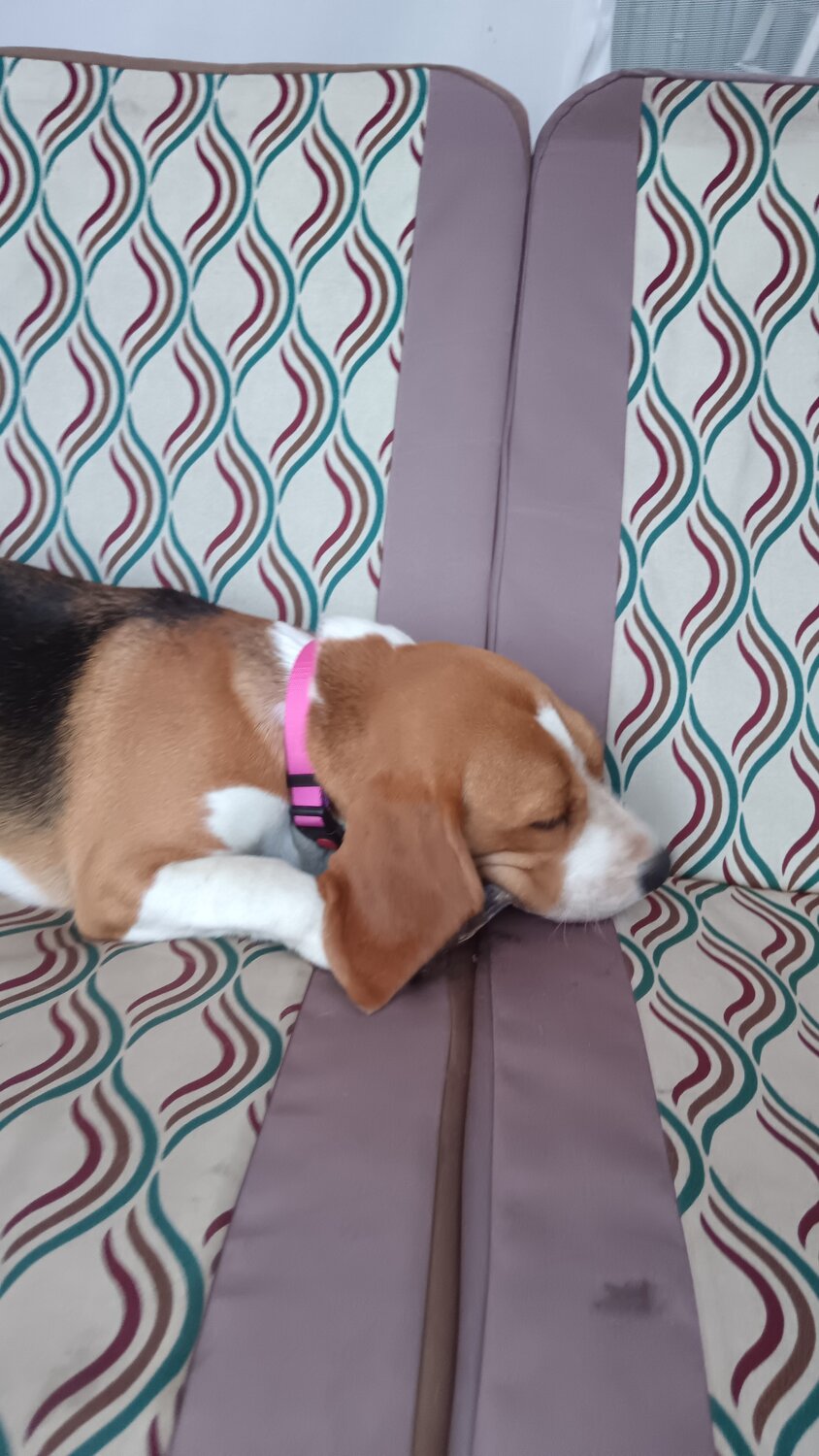 Передержка кошек