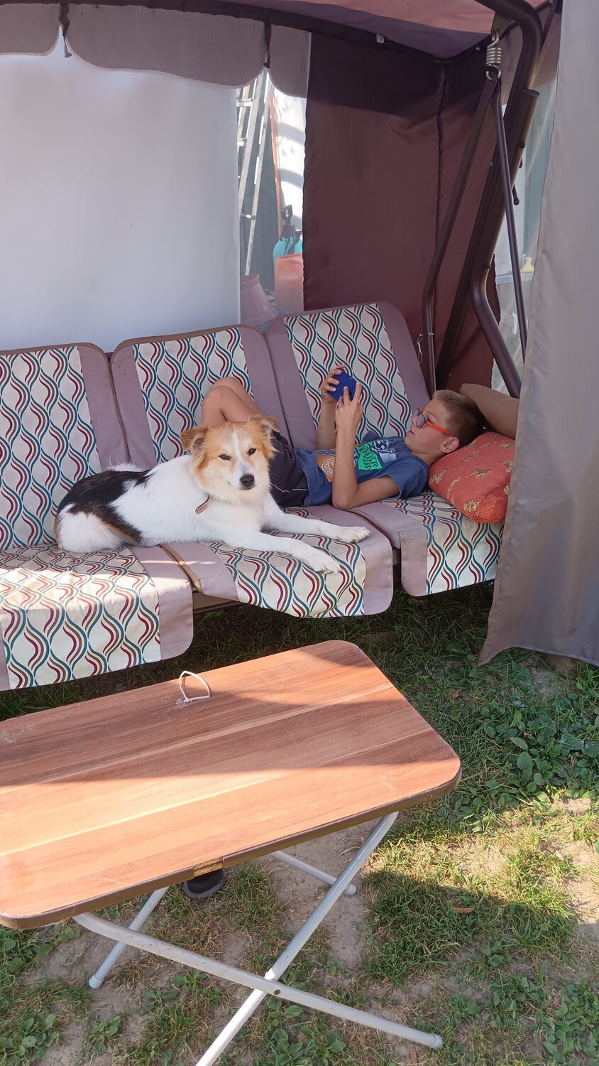 Передержка кошек