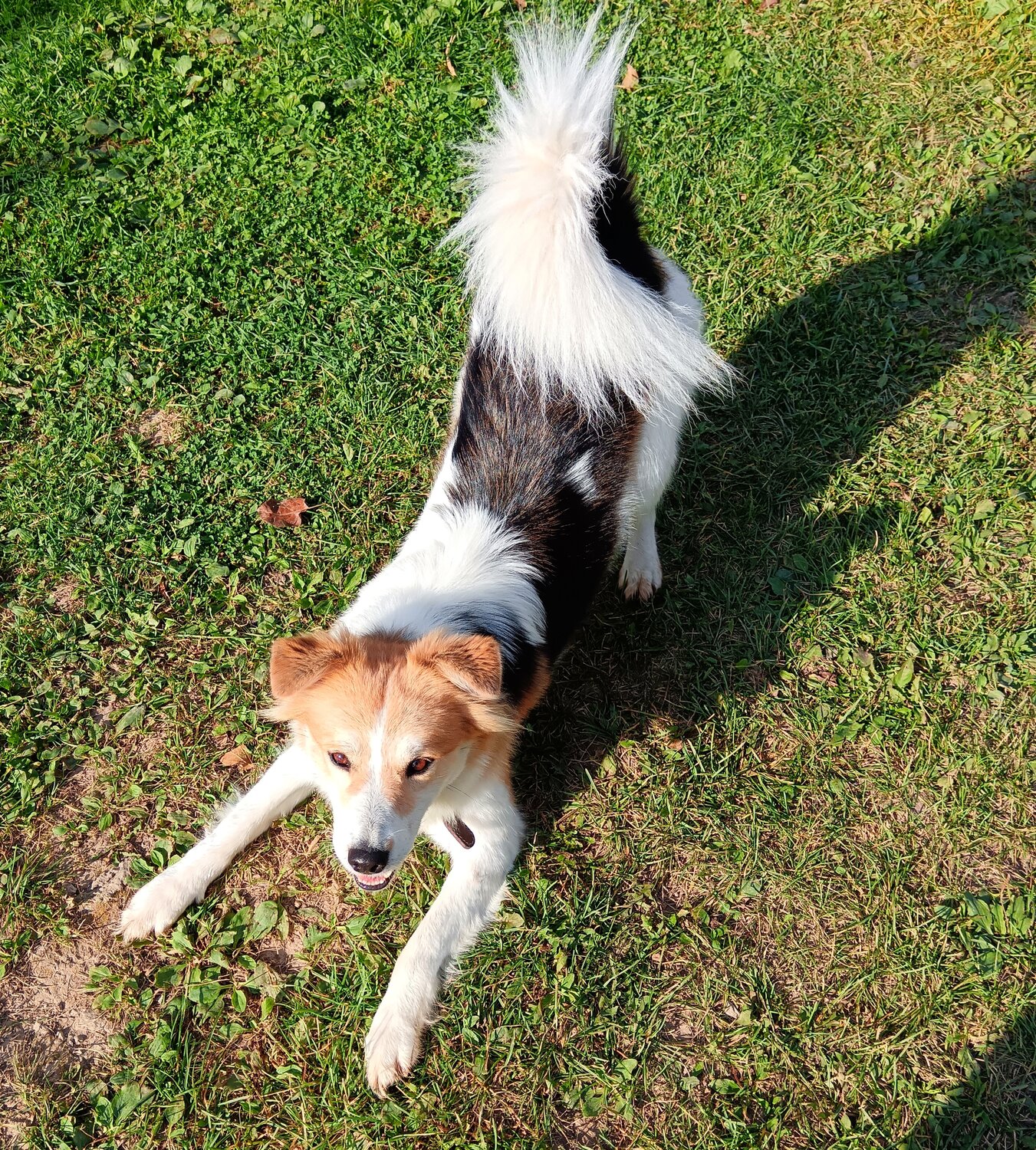 Передержка собак