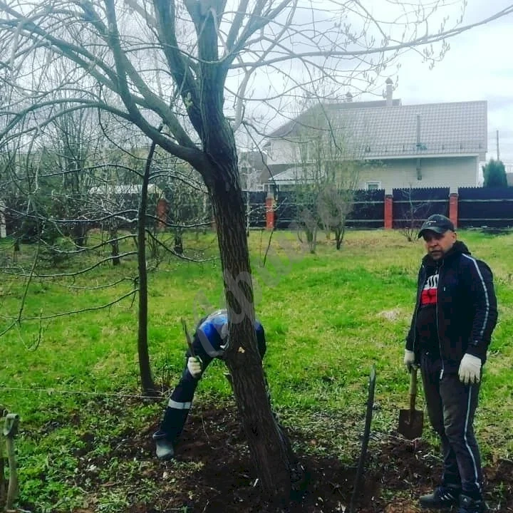 Корчевание дерева
