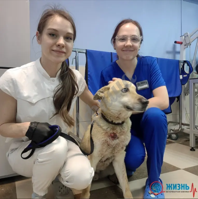Осмотр и консультация ветеринара