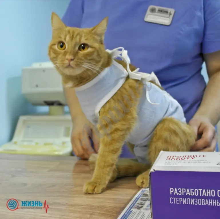 Стерилизация кошки