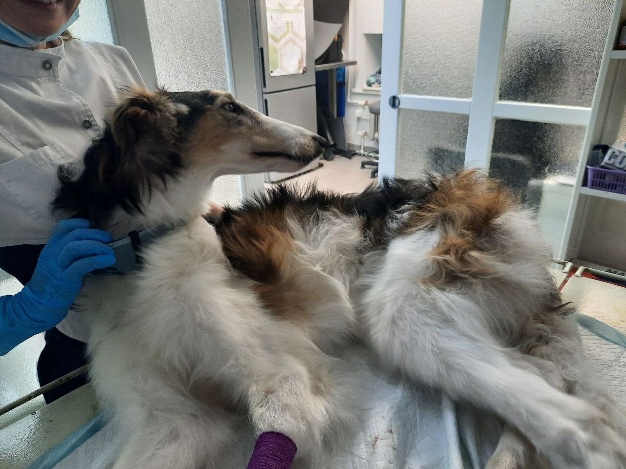 Клинический осмотр питомца ветеринарным врачом