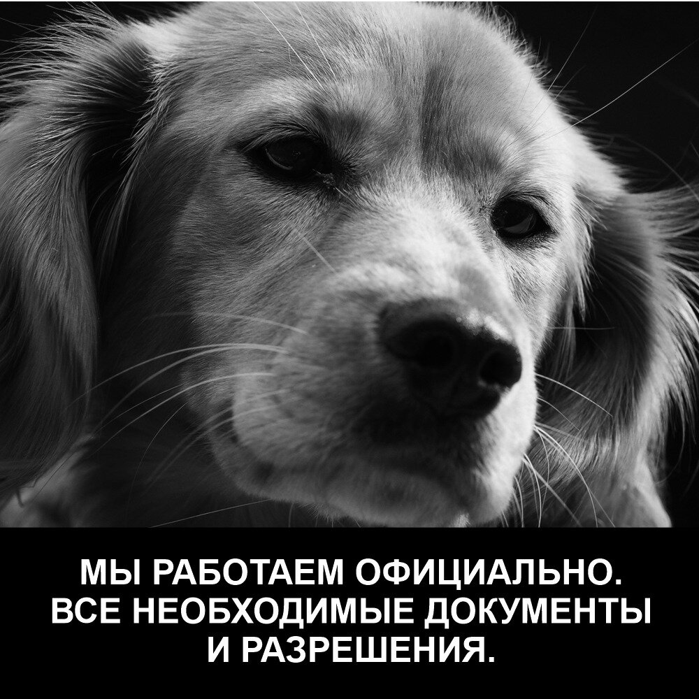 Усыпление собаки на дому