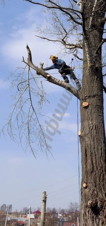 Опиливание ветвей деревьев