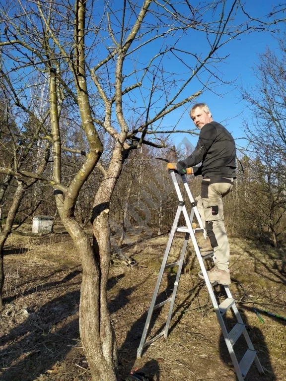 Обрезка плодовых деревьев