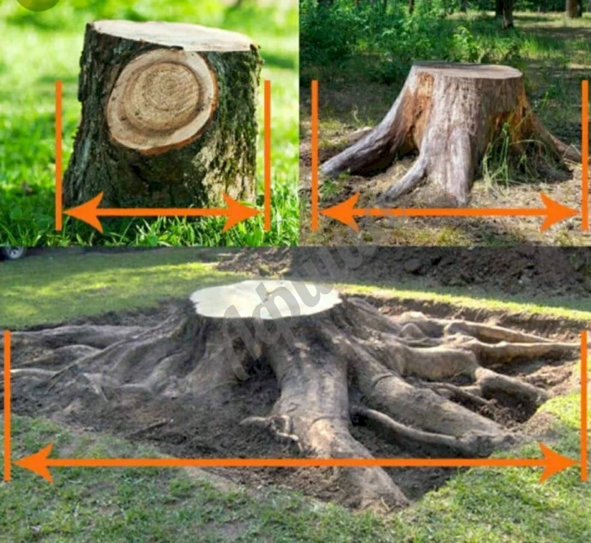 Корчевание дерева