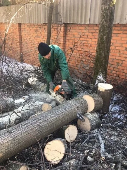Вырубка и валка деревьев
