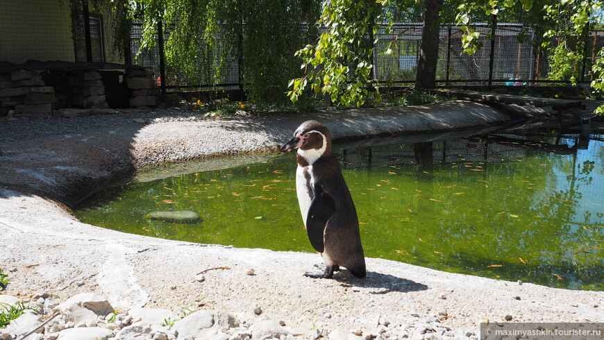 Парк птиц Воробьи