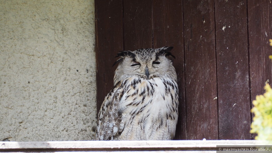 Парк птиц Воробьи