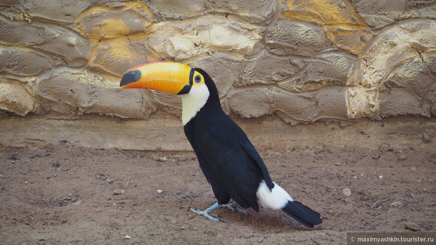 Парк птиц Воробьи