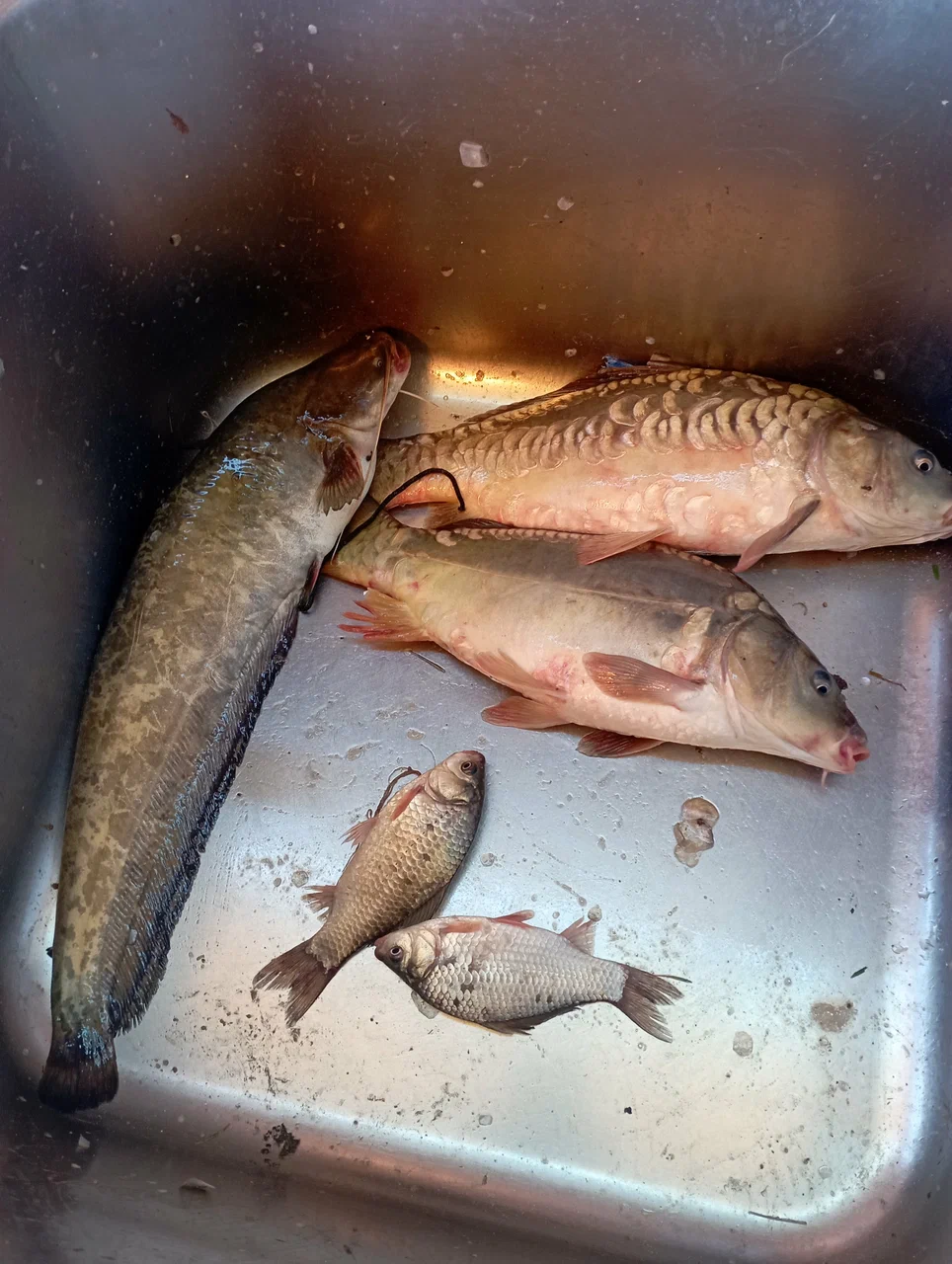 Клёвый пруд