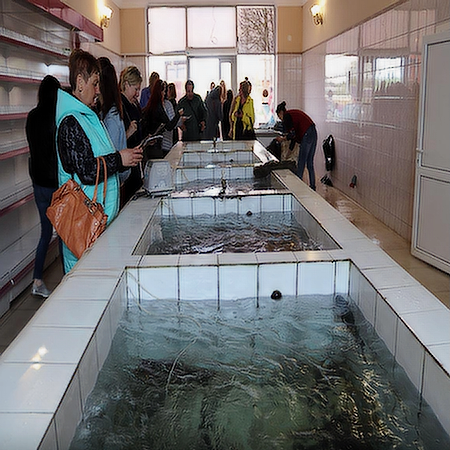 Рыбное хозяйство «Калужская форель»