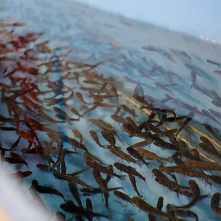 Рыбное хозяйство «Калужская форель»