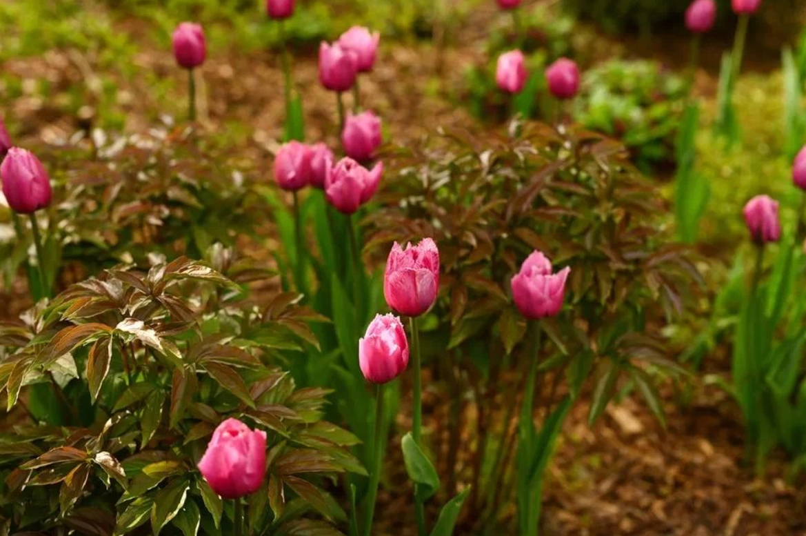 Дом-музей и сад-дендрарий Ракицкого